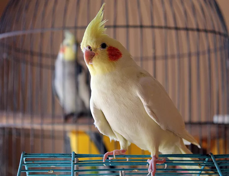 Cockatiel Bird